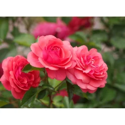 Beetrose Rosa Topf Durchmesser 19 cm^Plantiflor