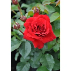 Beetrose Rot Topf Durchmesser 19 cm*Plantiflor Online