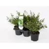 Berg-Ilex Stokes 4er-Pack*Plantiflor Discount