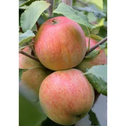 BIO-Apfel 'Roter Boskoop'^Plantiflor Discount