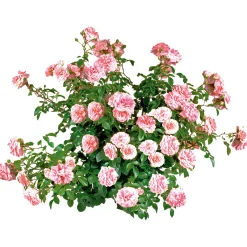 Bodendeckerrosen Topf Durchmesser 13 cm*Plantiflor Hot