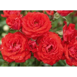 Bodendeckerrose rosa Topf Durchmesser 19 cm^Plantiflor Sale