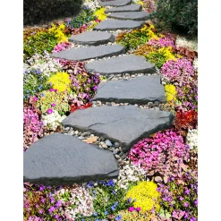 Bodendecker-Stauden Pflasta la Vista Topf 13 cm^Plantiflor Sale