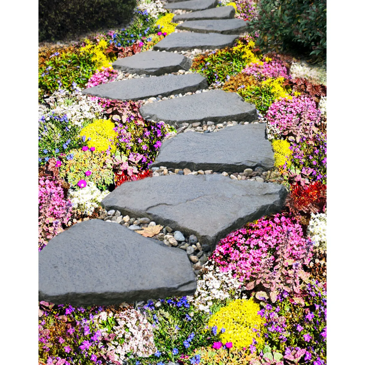 Bodendecker-Stauden Pflasta la Vista Topf 13 cm^Plantiflor Sale