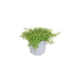 Bodendecker-Stauden Pflasta la Vista Topf 13 cm^Plantiflor Sale