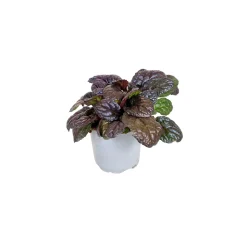 Bodendecker-Stauden Pflasta la Vista Topf 13 cm^Plantiflor Sale