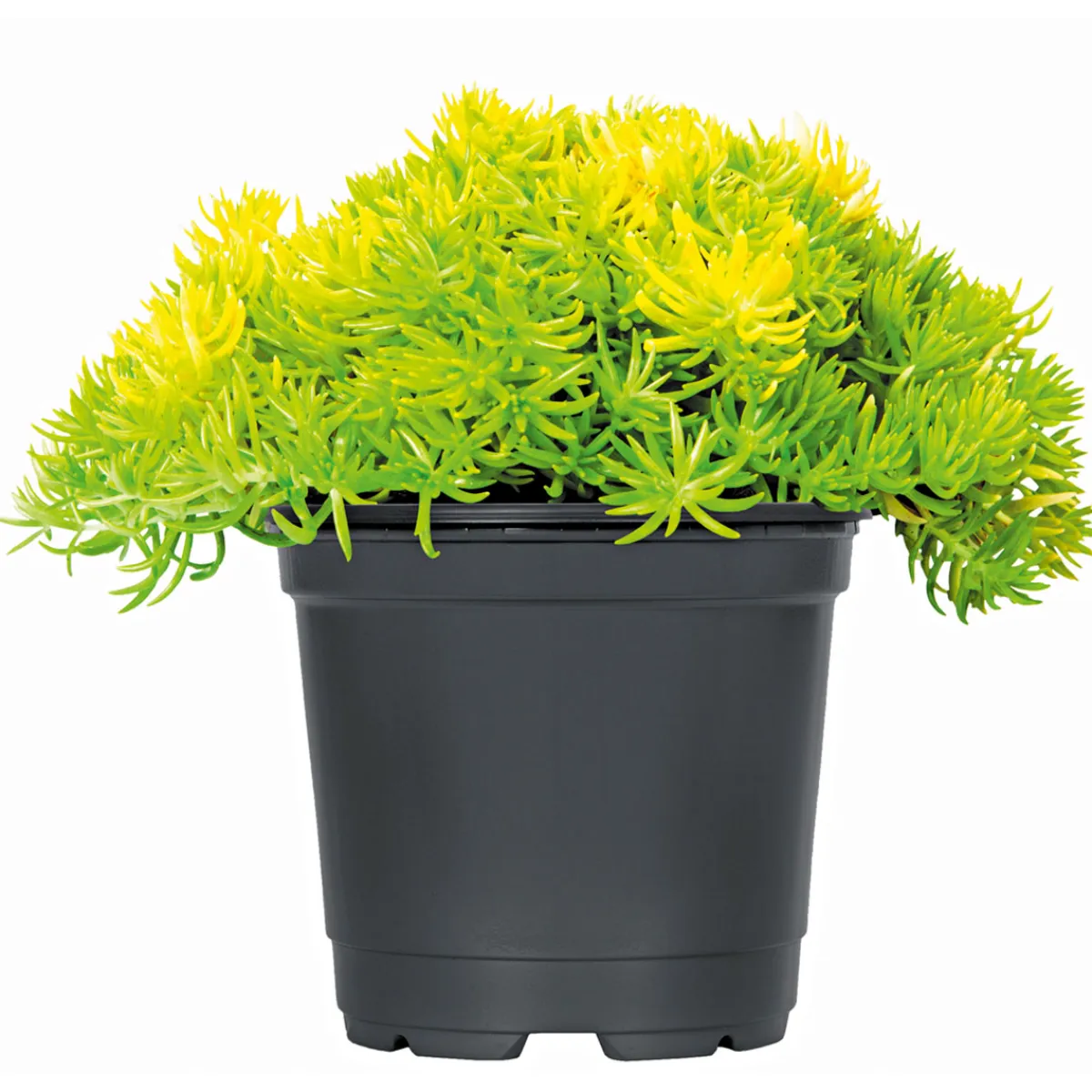 Bodendecker-Stauden Pflasta la Vista Topf 13 cm^Plantiflor Sale