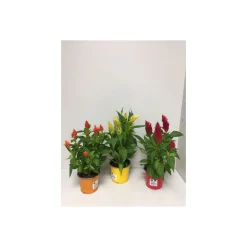 Celosie Kelos verschiedene Farben T12*Plantiflor New