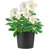 Christrose Christmas Carol Top Durchmesser 12 cm^Plantiflor Best
