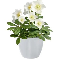 Christrose Christmas Carol Top Durchmesser 12 cm^Plantiflor Best