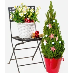 Christrose Christmas Carol Top Durchmesser 12 cm^Plantiflor Best