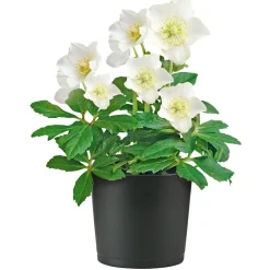 Christrose Topf Durchmesser 15 cm^Plantiflor Best
