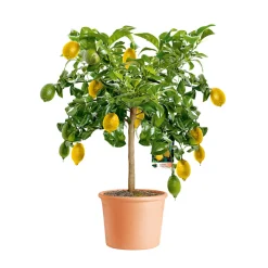 Plantiflor Citrus-Ministamm Topf Durchmesser 20 cm 70-80 cm