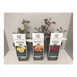 David Austin Rosen-Mix Topf Durchmesser 19 cm*Plantiflor Best