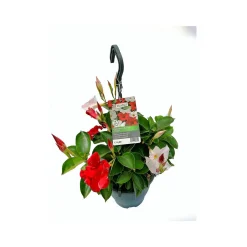 Dipladenie Ampel 20-25 cm T19*Plantiflor Clearance