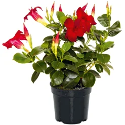 Dipladenie Busch T10,5 verschiedene Farben^Plantiflor Best