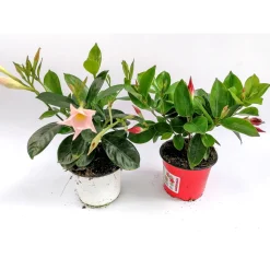 Dipladenie Busch T10,5 verschiedene Farben^Plantiflor Best