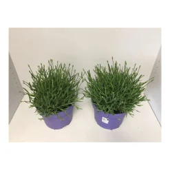 Plantiflor Echter Lavendel T19