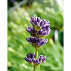 Plantiflor Echter Lavendel Topf- Durchmesser 11 cm
