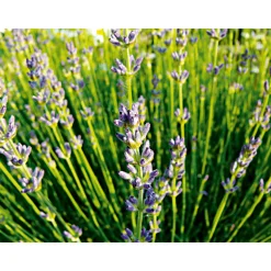 Plantiflor Echter Lavendel Topf- Durchmesser 11 cm