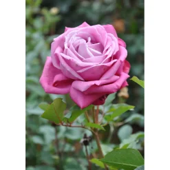 Edelrose Lila Topf Durchmesser 23 cm^Plantiflor Sale