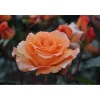 Edelrose Orange Topf Durchmesser 23 cm*Plantiflor New