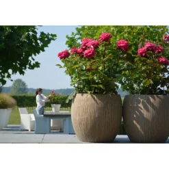 Edelrose Parfum de nature Topf Durchmesser 19 cm^Plantiflor Online