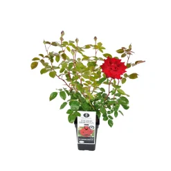 Edelrose rot Topf- Durchmesser 19 cm*Plantiflor New