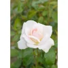 Edelrose Weiß Topf Durchmesser 23 cm*Plantiflor