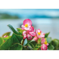 Plantiflor Eisbegonie Topf Durchmesser 9 cm