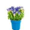 Enzian blau Topf- Durchmesser 10,5 cm*Plantiflor
