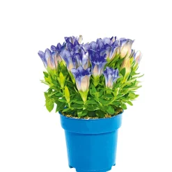 Enzian blau Topf- Durchmesser 10,5 cm*Plantiflor