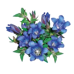 Enzian blau Topf- Durchmesser 10,5 cm*Plantiflor