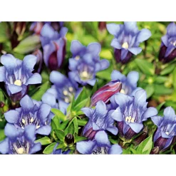 Enzian blau Topf- Durchmesser 10,5 cm*Plantiflor