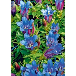 Enzian blau Topf- Durchmesser 10,5 cm*Plantiflor