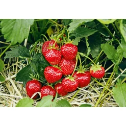 Plantiflor Erdbeeren verschiedene Sorten 10er-Pack