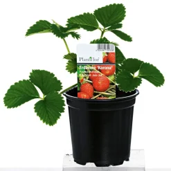 Erdbeerpflanzen verschiedene Sorten Topf Durchmesser 9,5 cm^Plantiflor Outlet