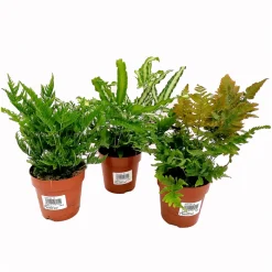 Farn-Mix T12*Plantiflor Online