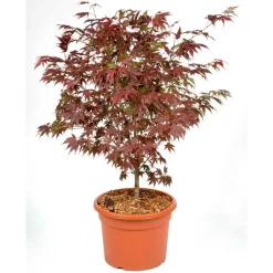 Fächerahorn im Topf Durchmesser 19 cm^Plantiflor Hot