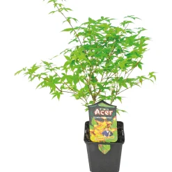 Fächerahorn im Topf Durchmesser 19 cm^Plantiflor Hot