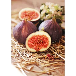 Plantiflor Feigenbaum im Topf Durchmesser 20 cm