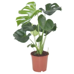 Fensterblatt Topf-Ø 21 cm^Plantiflor Outlet