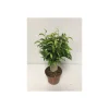 Plantiflor Ficus Natasja mit Stamm T12