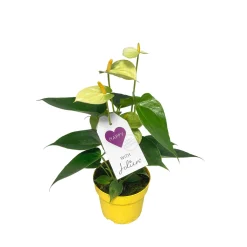 Plantiflor Flamingoblume Ton in Ton Topf- Durchmesser 10,5 cm