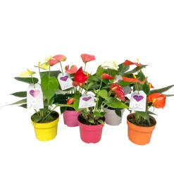 Plantiflor Flamingoblume Ton in Ton Topf- Durchmesser 10,5 cm