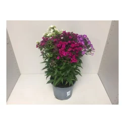 Flammenblume 3-farbig Lila^Plantiflor Sale