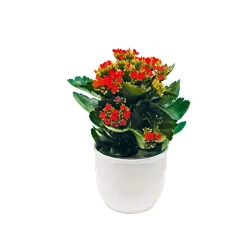 Plantiflor Flammendes Käthchen verschiedene Farben