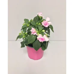 Fleißiges Lieschen Double Fiesta T12^Plantiflor