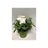 Freiland-Hortensie Runaway Bride C6*Plantiflor Hot