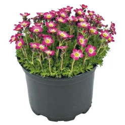 Frühlingsstauden Topf Durchmesser 11 cm*Plantiflor Online